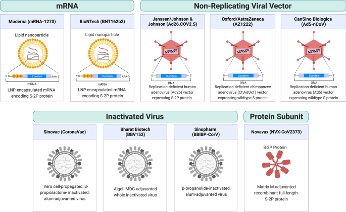 New strategy for COVID-19 vaccination: targeting the receptor