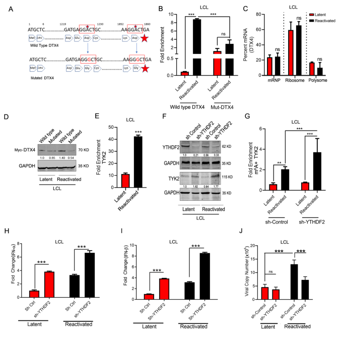 Frontiers  EBV Exploits RNA m6A Modification to Promote Cell Survival and  Progeny Virus Production During Lytic Cycle