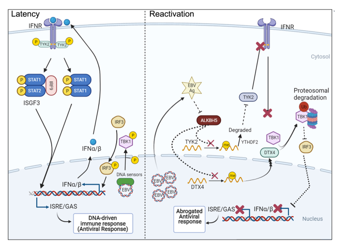 Frontiers  EBV Exploits RNA m6A Modification to Promote Cell Survival and  Progeny Virus Production During Lytic Cycle