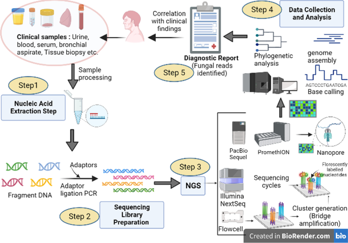 Diagnostic serologic algorithm in suspected latex allergy. Modified 52