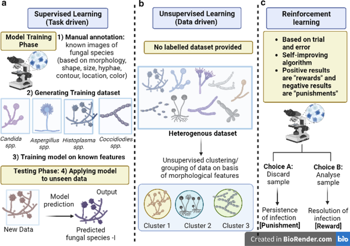 Laboratory of Emerging Fungal Pathogens