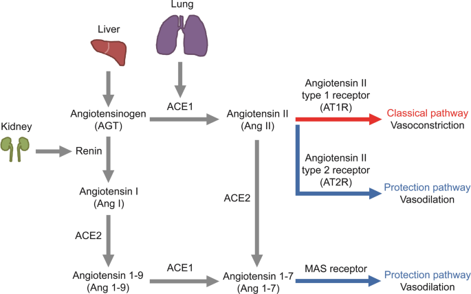 ACE2 in chronic disease and COVID-19: gene regulation and post