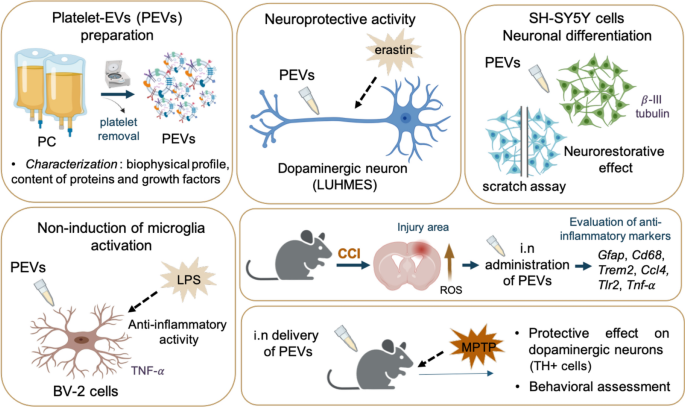 glutathione neuroprotection brain health benefits Frontiers Frontiers | Unveiling the therapeutic