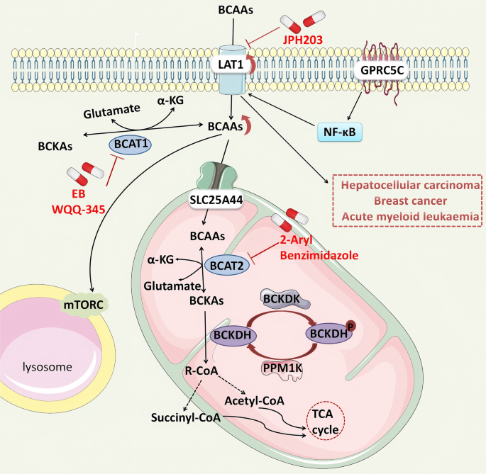 Multiple roles of branched-chain amino acid metabolism in tumour progression | Journal of Biomedical Science