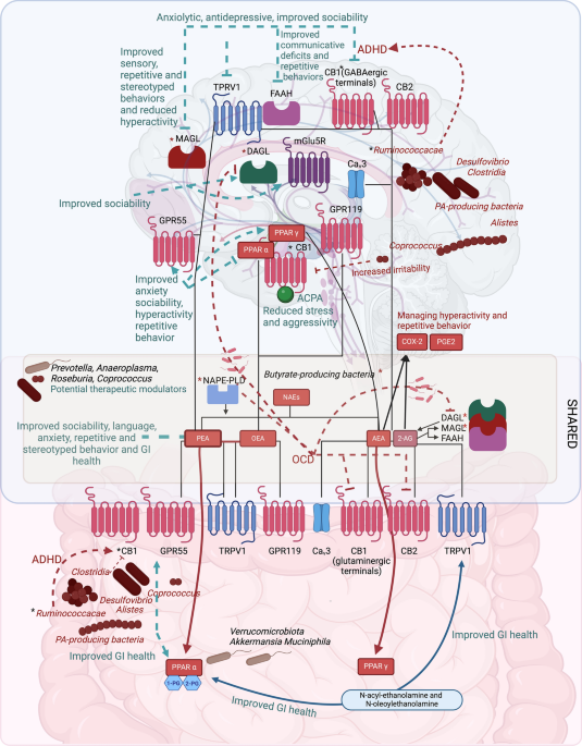 The endocannabinoidomegut microbiomebrain axis as a novel therapeutic  target for autism spectrum disorder | Journal of Biomedical Science |  Springer Nature Link