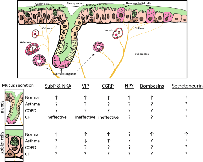 bpc 157 cancer risks BPC-157 is being marketed as a healing peptide for tendon injuries, joint  pain, gut repair, inflammation, and recovery. The problem is that healing  biology is not always simple in people with cancer
