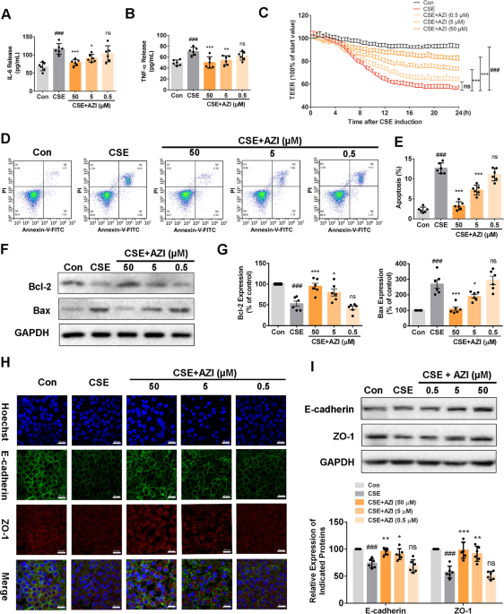 Azithromycin ameliorated cigarette smoke-induced airway epithelial barrier  dysfunction by activating Nrf2/GCL/GSH signaling pathway | Respiratory  Research | Full Text