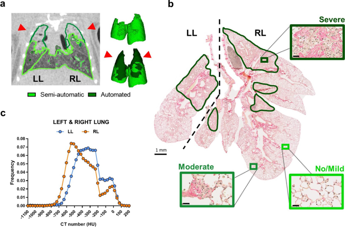 Deep learning-based segmentation of the thorax in mouse micro-CT scans