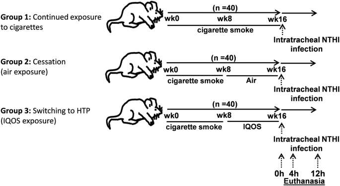 Can switching from cigarettes to heated tobacco products reduce consequences of pulmonary infection? | Respiratory Research | Springer Nature Link Can switching from cigarettes to heated tobacco products reduce consequences of pulmonary infection? | Respiratory Research | Springer Nature Link