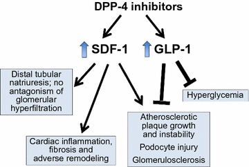 ddp4 and glp 1 together Have dipeptidyl peptidase-4 inhibitors ameliorated the vascular  complications of type 2 diabetes in large-scale trials? The potential  confounding effect of stem-cell chemokines | Cardiovascular Diabetology