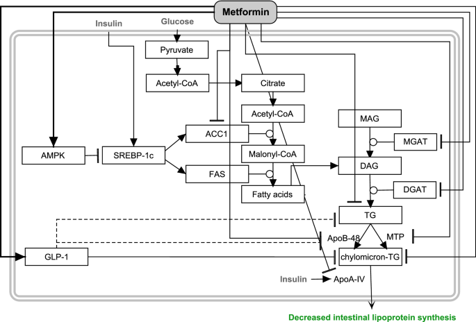 metformin and glp-1 together Actions of metformin and statins on lipid and glucose metabolism and  possible benefit of combination therapy | Cardiovascular Diabetology