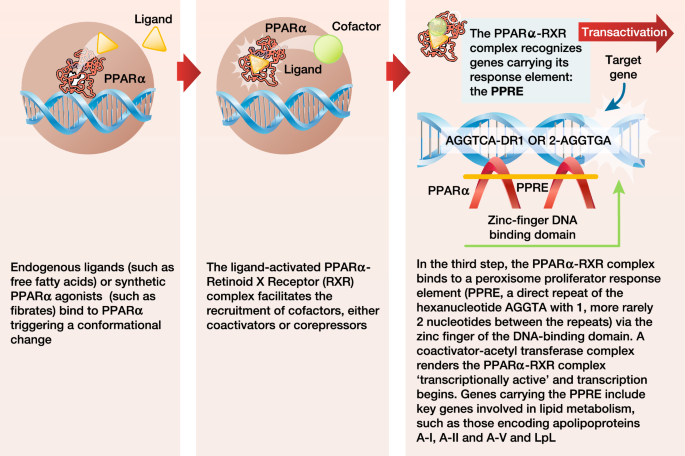 Activation of peroxisome proliferator‐activated receptor‐γ downregulates  soluble epoxide hydrolase in cardiomyocytes - Pang - 2011 - Clinical and  Experimental Pharmacology and Physiology - Wiley Online Library