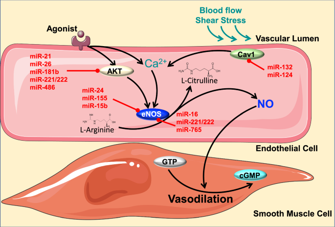Supplementation with vitamin D and its analogs for treatment of endothelial  dysfunction and cardiovascular disease – ScienceOpen