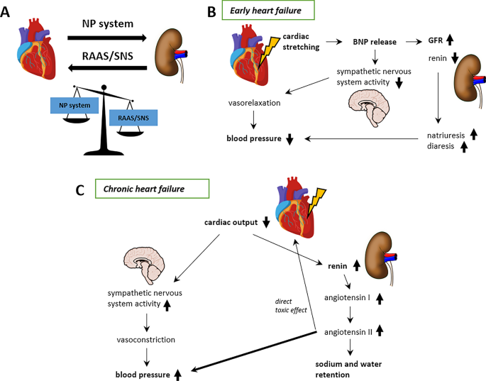 Physiogenex and Cardiomedex to present a new diabetic NASH HFpEF