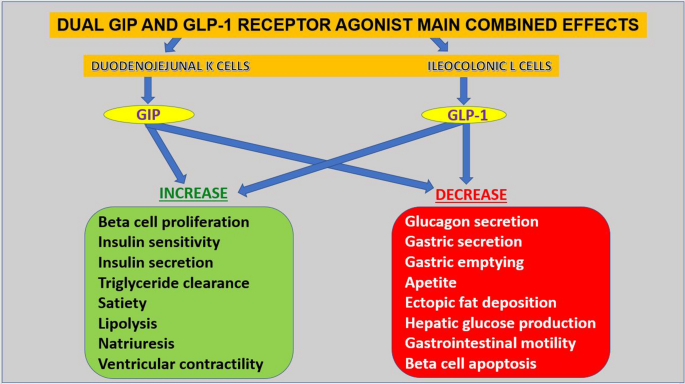 do glp 1 drugs increase metabolism GLP-1 Agonists - What is it?