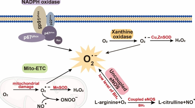 Insulin-Dependent Activation of Endothelial Nitric Oxide Synthase