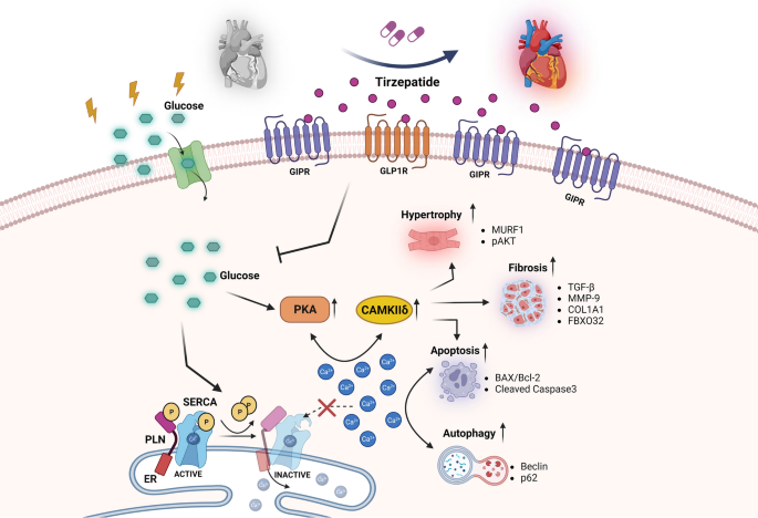 Evidence that tirzepatide protects against diabetes-related cardiac damages  | Cardiovascular Diabetology