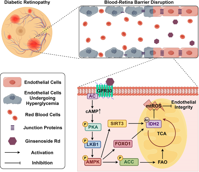 meglio l carnitina o acetil carnitina Acetil l-carnitina 60 compresse