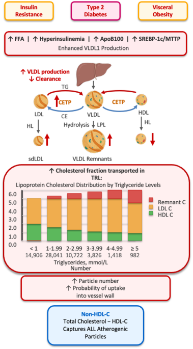 Lipid management in type 2 diabetes and non-HDL-cholesterol: target all atherogenic lipoproteins | Cardiovascular Diabetology