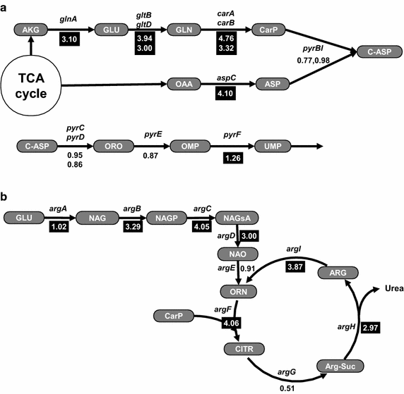 ygaU protein (Escherichia coli CFT073) - STRING interaction network