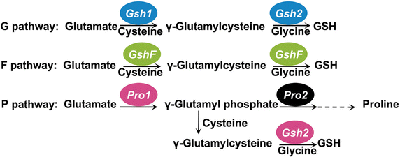 glutathione biosynthesis Three-pathway combination for glutathione biosynthesis in Saccharomyces  cerevisiae | Microbial Cell Factories