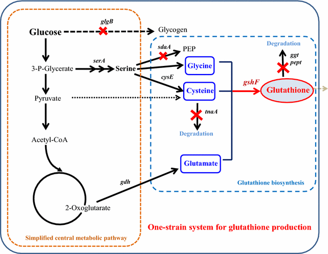 Systematic manipulation of glutathione metabolism in Escherichia coli for  improved glutathione production | Microbial Cell Factories
