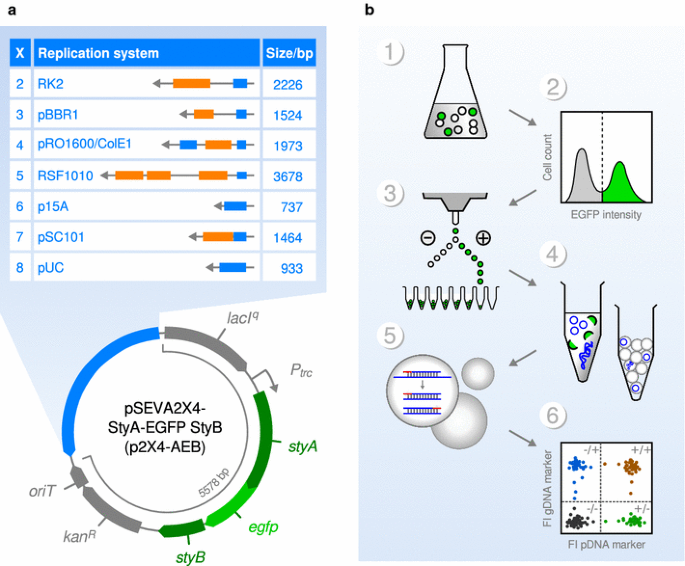 Copy number variability of expression plasmids determined by cell sorting  and Droplet Digital PCR | Microbial Cell Factories | Full Text