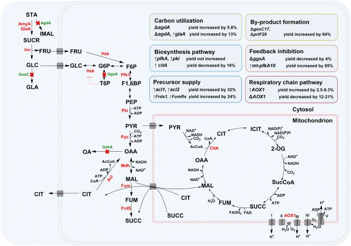 Systems metabolic engineering for citric acid production by Aspergillus  niger in the post-genomic era | Microbial Cell Factories | Springer Nature  Link