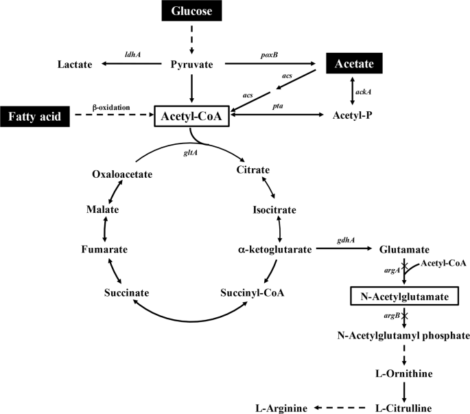 Metabolic engineering for efficient supply of acetyl-CoA from different  carbon sources in Escherichia coli | Microbial Cell Factories | Full Text