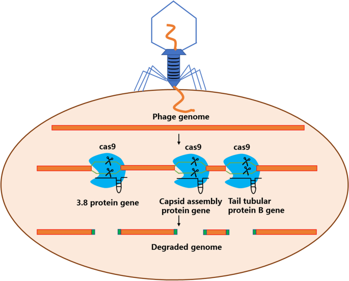 A programmable CRISPR/Cas9-based phage defense system for Escherichia coli  BL21(DE3) | Microbial Cell Factories | Full Text