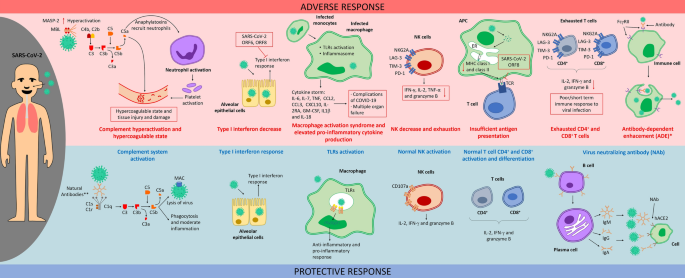 Single-dose therapeutic interfering particle lowers SARS-CoV-2 pathogenesis  and shedding among hamsters