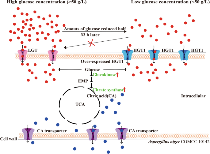 Improving citric acid production of an industrial Aspergillus niger CGMCC  10142: identification and overexpression of a high-affinity glucose  transporter with different promoters | Microbial Cell Factories | Springer  Nature Link
