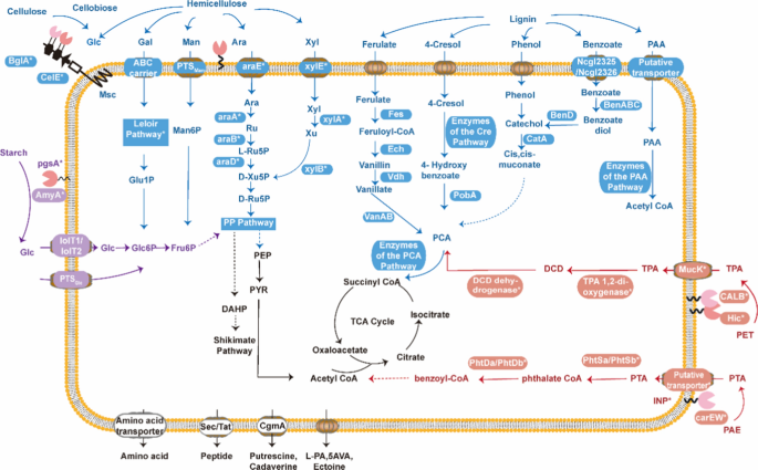 Frontiers  Exploring the application of Corynebacterium glutamicum single  cell protein in the diet of flathead grey mullet (Mugil cephalus): effects  on growth performance, digestive enzymes activity and gut microbiota