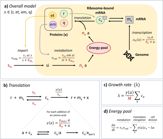 Dynamic allocation of orthogonal ribosomes facilitates uncoupling