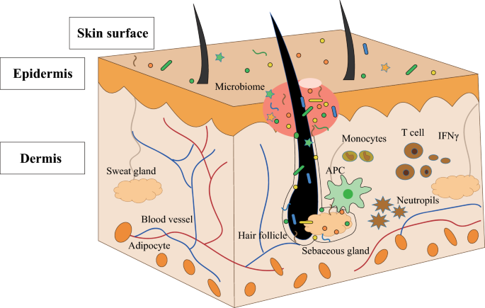 Staphylococcus aureus: A Blemish on Skin Immunity: Cell Host & Microbe