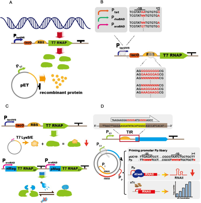 Step-by-step efficiency of cloning, small-scale protein expression and