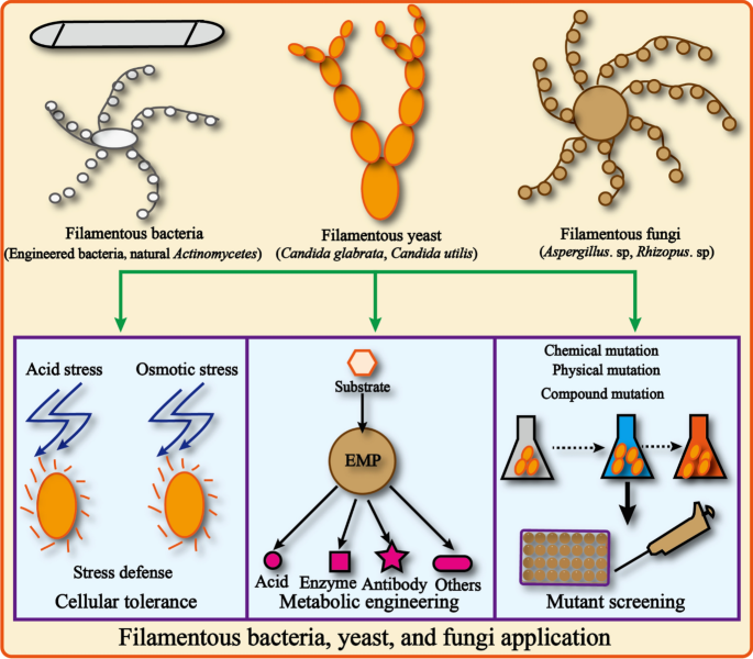 Microbial cell factories based on filamentous bacteria, yeasts, and fungi | Microbial Cell Factories