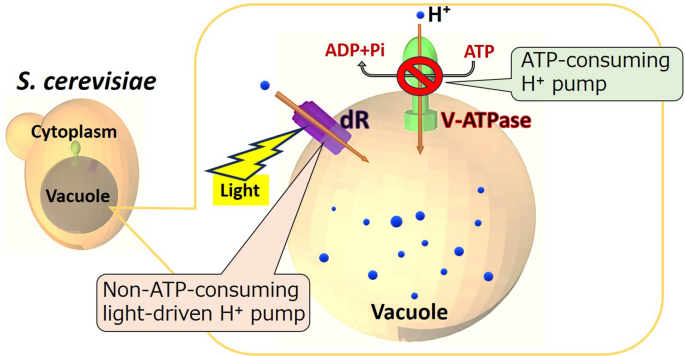 Engineering yeast with a light-driven proton pump system in the vacuolar  membrane | Microbial Cell Factories | Full Text