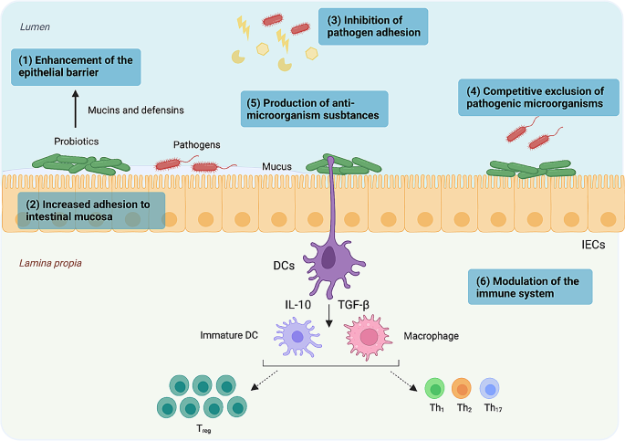 glp-1 modulation by probiotics scientific evidence Exploring the interaction and impact of probiotic and commensal bacteria on  vitamins, minerals and short chain fatty acids metabolism | Microbial Cell  Factories