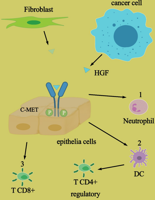 dihexa hgf c-met agonist Anti-cancer therapeutic strategies based on HGF/MET, EpCAM, and  tumor-stromal cross talk | Cancer Cell International