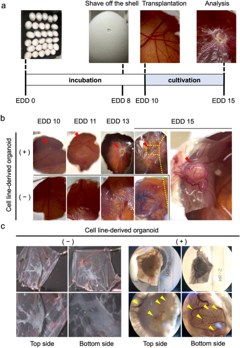 Chorioallantoic membrane assay revealed the role of TIPARP  (2,3,7,8-tetrachlorodibenzo-p-dioxin-inducible poly (ADP-ribose)  polymerase) in lung adenocarcinoma-induced angiogenesis | Cancer Cell  International | Full Text