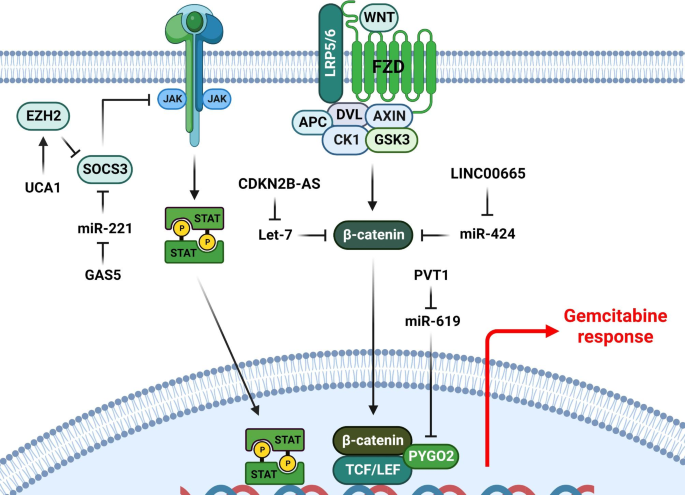 CircATRNL1 activates Smad4 signaling to inhibit angiogenesis and