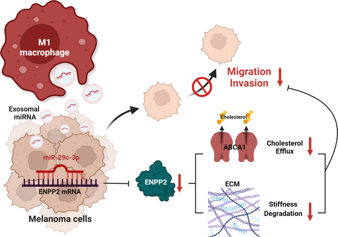 bpc-157 macrophage m1 m2 and Macrophages Polarization via mTORC1 Influences Innate Immunity and Outcome of Ehrlichia Infection M1 macrophage-derived exosomal microRNA-29c-3p suppresses