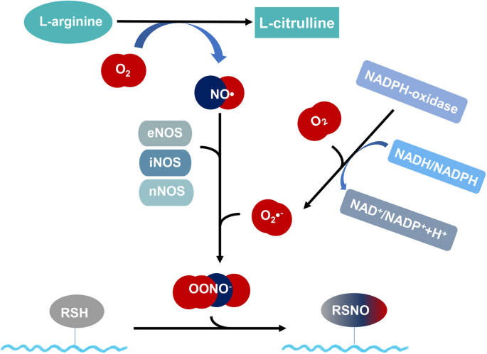 glutathione david sinclair David Sinclair, Ph.D