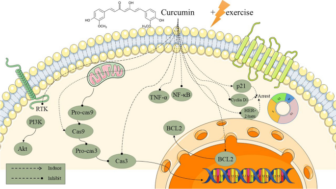 acyl-glutathione while breastfeeding Essential Fx Deep Crease Serum Riboflavin | Linus Pauling Institute