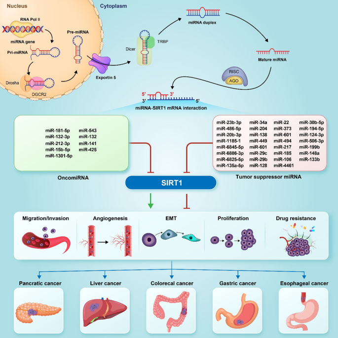 mrp1 glutathione sirt1 modulators synergize with buthionine sulfoximine to exploit collateral sensitivity and selectively kill MRP1-expressing cancer cells Transport of glutathione and glutathione