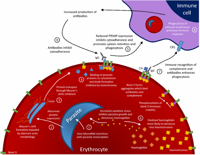 Frontiers  Erythrocyte tropism of malarial parasites: The reticulocyte  appeal