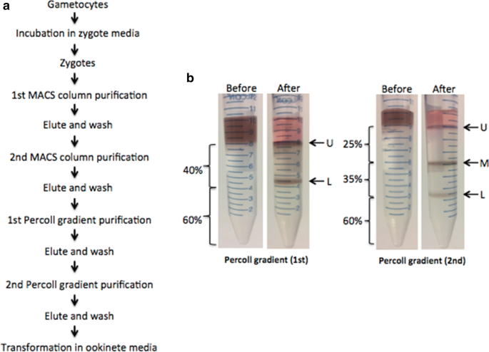 Purification and production of Plasmodium falciparum zygotes from in vitro  culture using magnetic column and Percoll density gradient | Malaria  Journal | Full Text