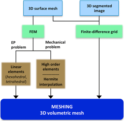 Anatomical model. (A) Biventricular hexahedral mesh of a segmented