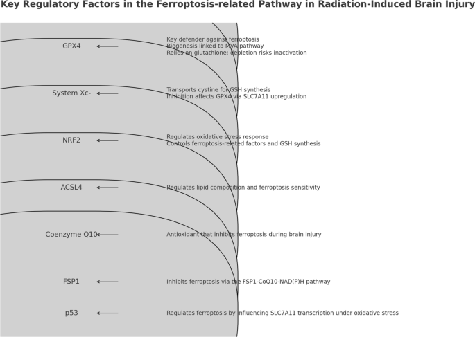 glutathione brain injury The Protective Role of on Zinc-Induced Neuron Death after Injuries Transcranial amelioration of inflammation and